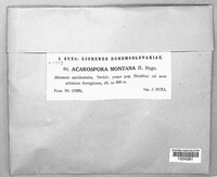 Acarospora montana image